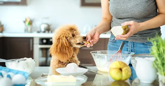 Can dogs eat pears