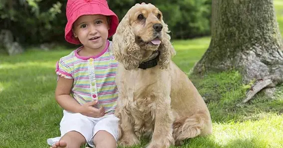 Are Cocker Spaniels Good With Kids