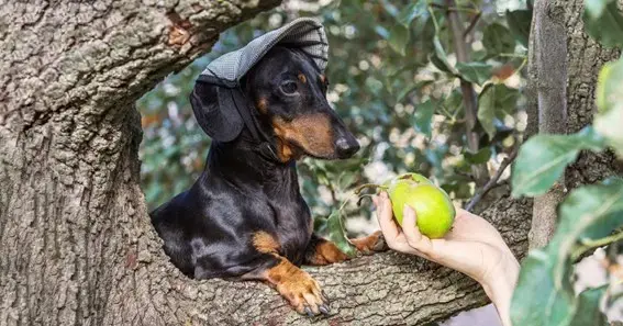 Benefits of Pears for Dogs