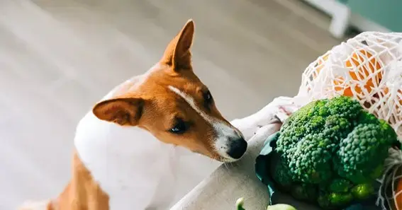 Why Is Broccoli Reasonable And Healthier For A Dog